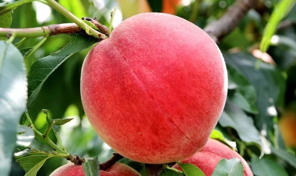 剑来同人动漫 人动而非华丽的剑同招式