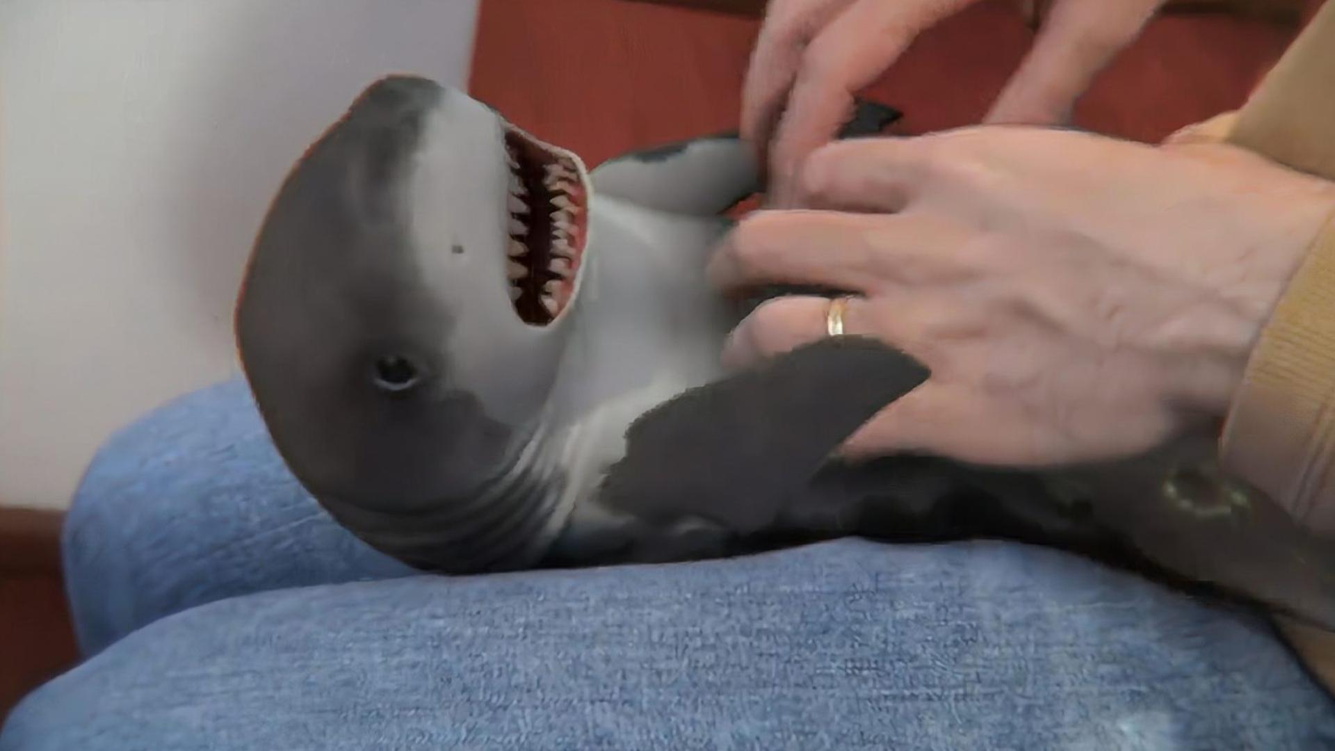 警花被黑人调教小说 海报