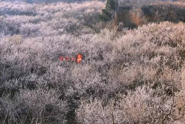 不用播放器的黄页海报