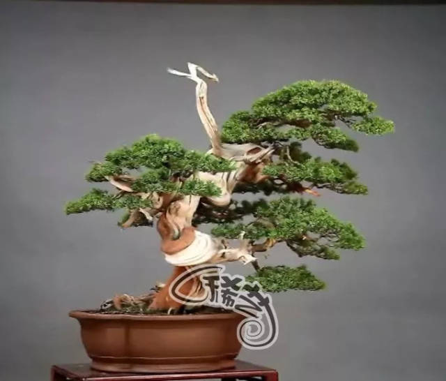 小说小马拉大车 小说小马火力杂乱无章海报