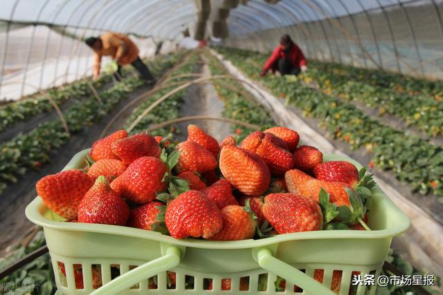 maplehutcat同人动漫 动漫或角色的人动？）海报