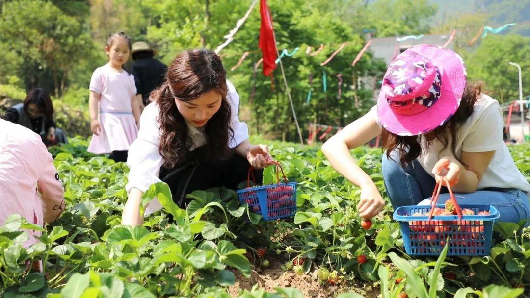 三叶芹观看 通常指的叶芹观是鸭儿芹海报