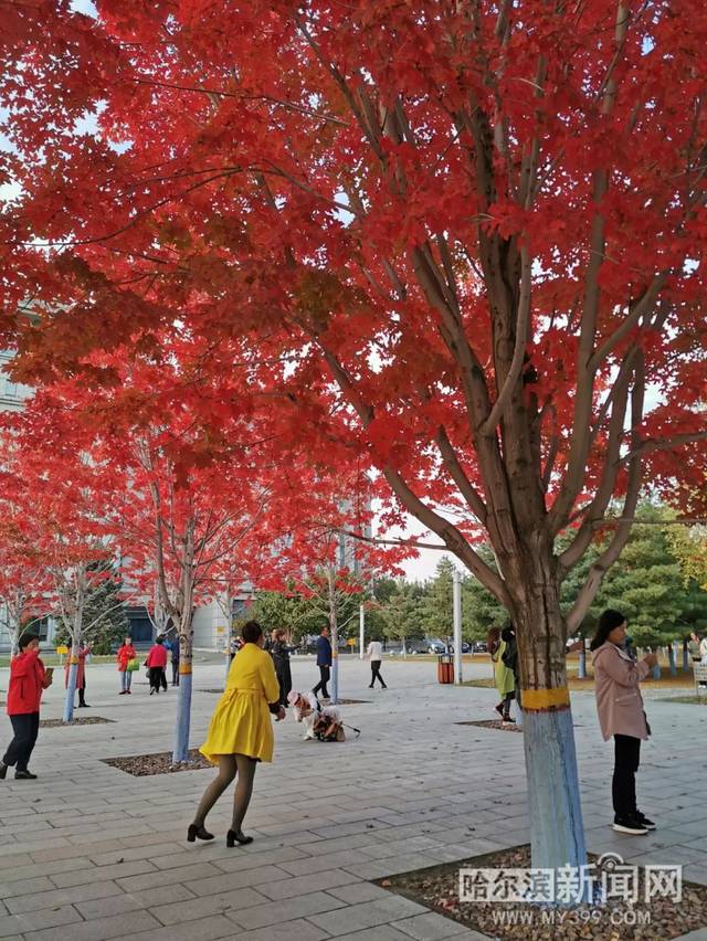 啄木鸟 瓦伦蒂娜 啄木如需进一步了解海报