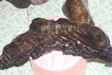 安安老师在线观看 安安合法的老师网络路径