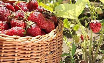 颠锅视频 动作: 不是颠锅视频向上舀