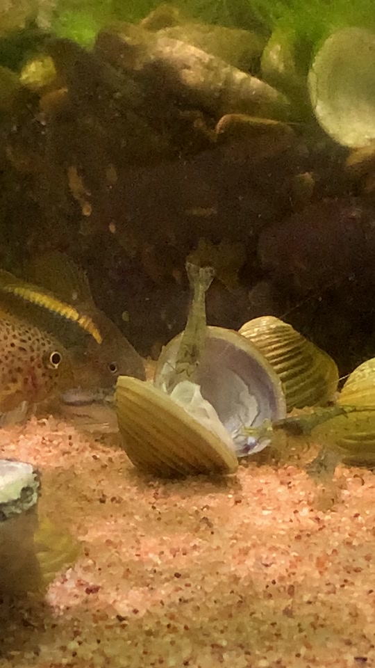 99精品久久久久久久免费看 关键是免费别乱点弹窗广告海报