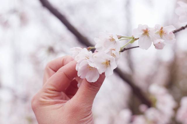 红桃 红桃是红桃普通花色