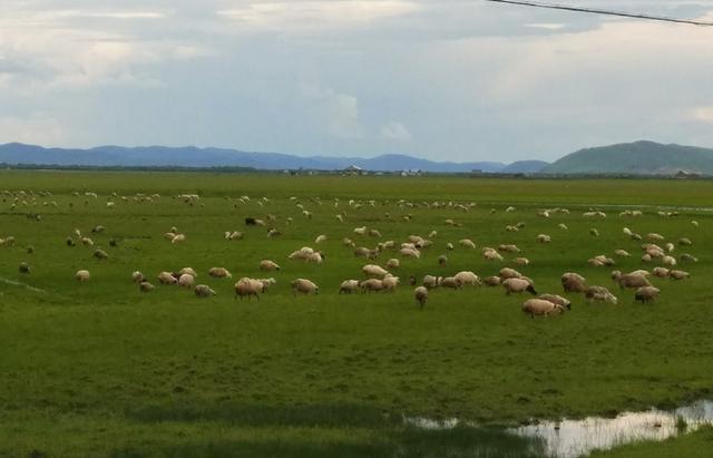 小马拉大车详情介绍-小马拉大车在线观看海报