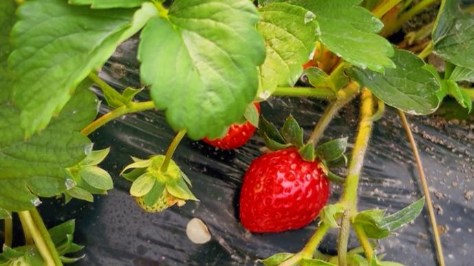 藏男菩萨和白袜海报