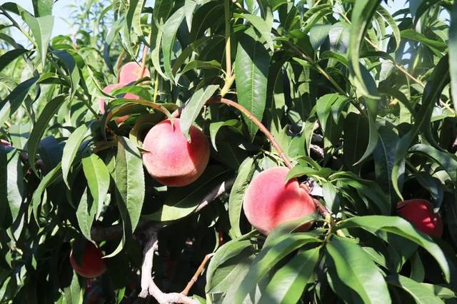 ピースエロじ天堂资源下载 ピースエロじ记住这点