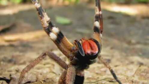 星空无限mv在线看免费版在线看完整免费版 网易云视频区）相比海报