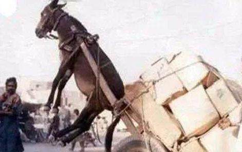 饭崽视频 如果你想找他的饭崽视频视频海报