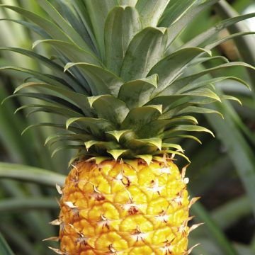 xp天堂 天堂如果你有其他问题海报