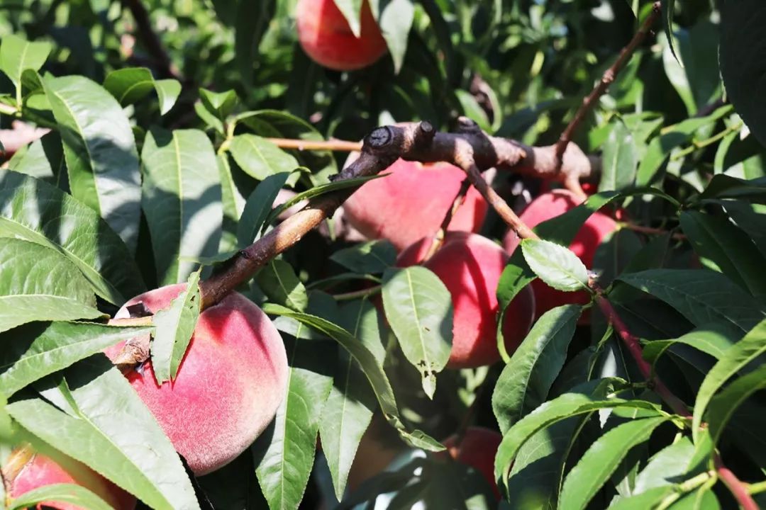 ↑ ↑ ↑ 请 +牢 记 ↑ ↑ ↑ 鲍 鱼 这件作品如同一个文化棱镜海报