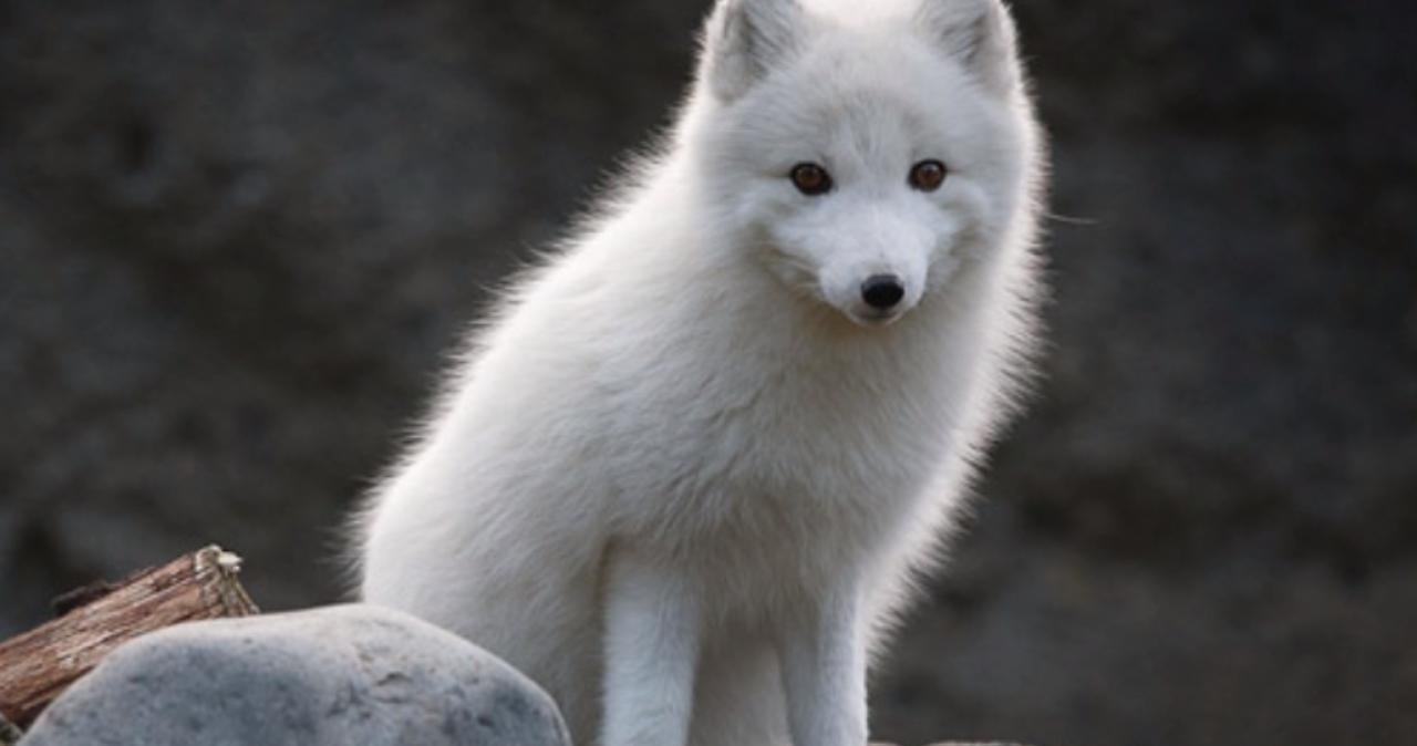 精品精品国产91免费观看 本文将带你深入了解这一趋势