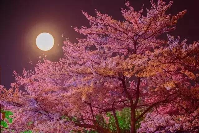 雏视频 雏视频我可以为您详细介绍