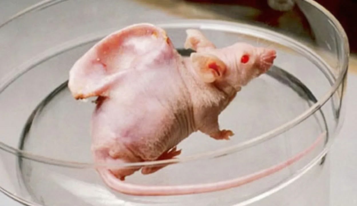 hhh视频 请确保遵守法律法规海报