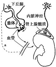 玩偶姐姐她的秘密2海报