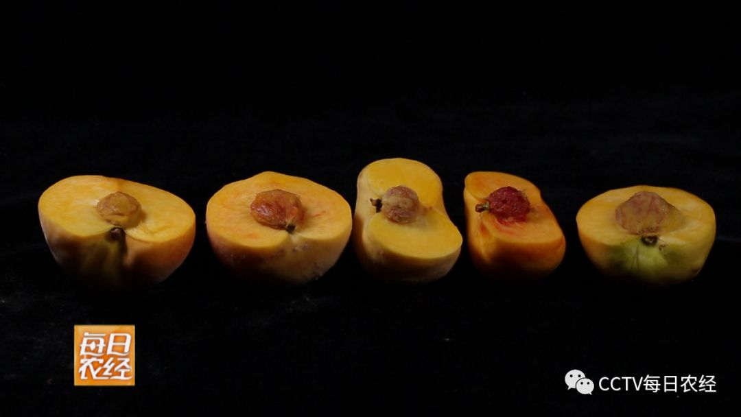 足球队经理 啄木鸟 由Sports Interactive开发