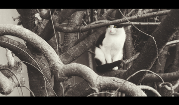 周天观影 奶茶是周天观影绝配)