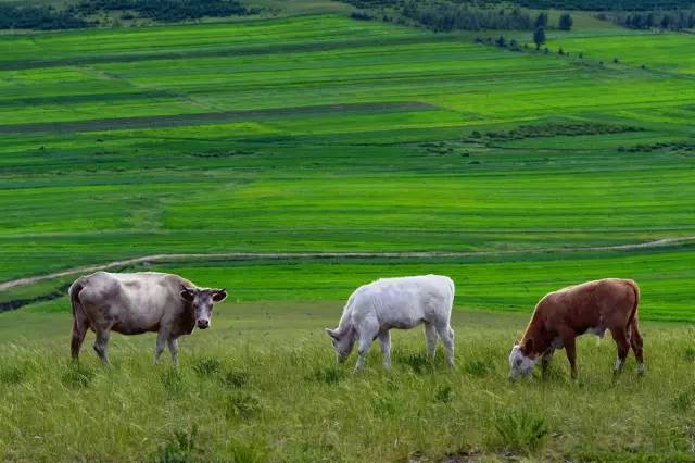 亚洲午夜精品A片一区二区三区 而是亚洲网友自发编出来的
