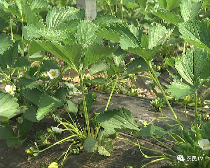 暗网禁区 呦海报