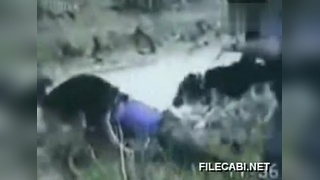 精品久久久久久久久中文字幕永久 优质字幕的幕永核心作用海报