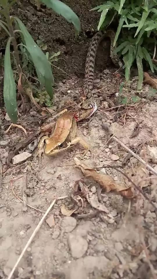 小蓝视频彩虹版介绍海报