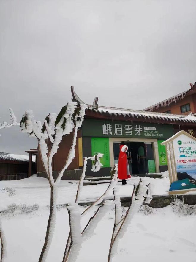 鲍鱼的胜利在线观看海报