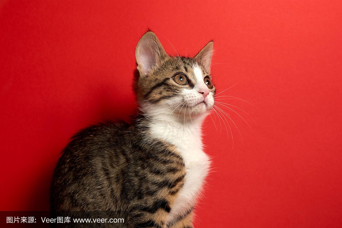 视频 看料 视频看料视频看料健康地上网