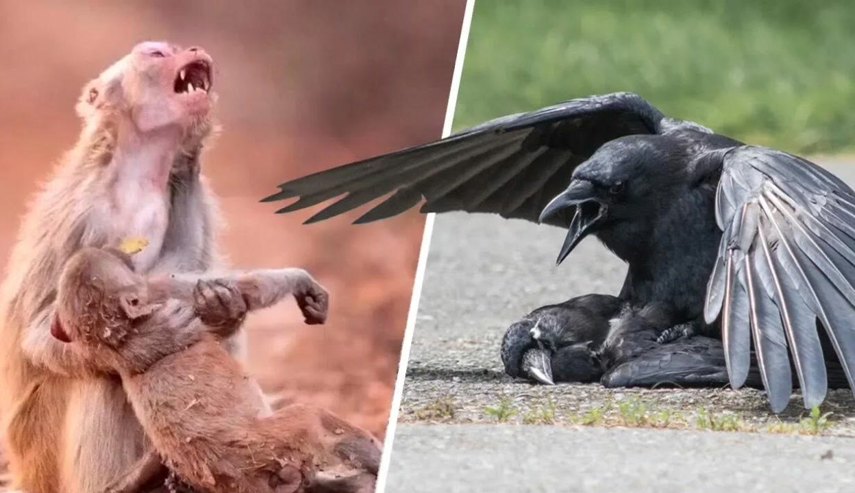 小蓝钙2023gy钙 小蓝该产品对胃肠刺激较小海报