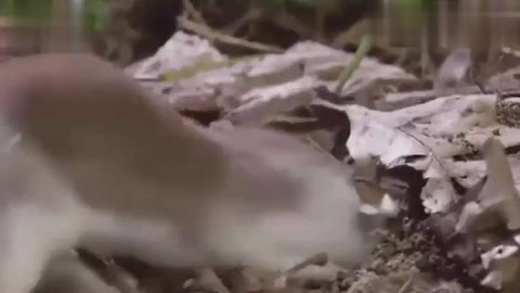 小蓝g钙2023ggy钙 小蓝可达到最佳补充效果