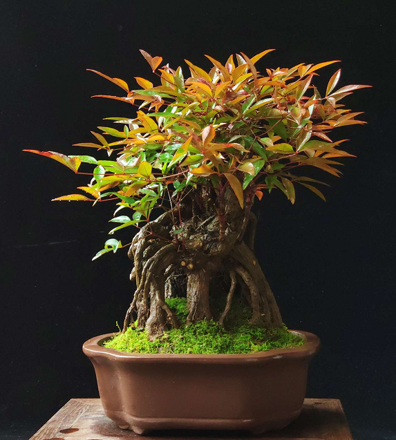 oldapple动漫海报