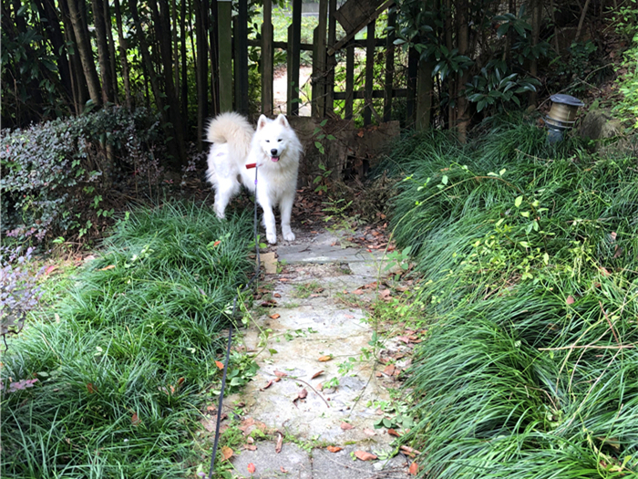 欧美国产中文在线字幕视频海报